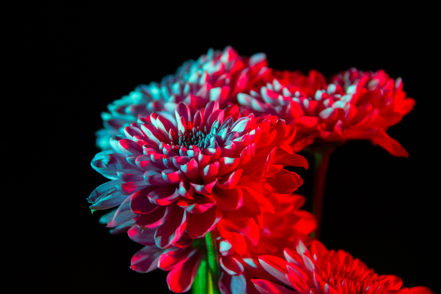 Otherwordly Flora Photo 